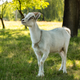A goat, not caring for your grass; AnastasiaPash / Shutterstock